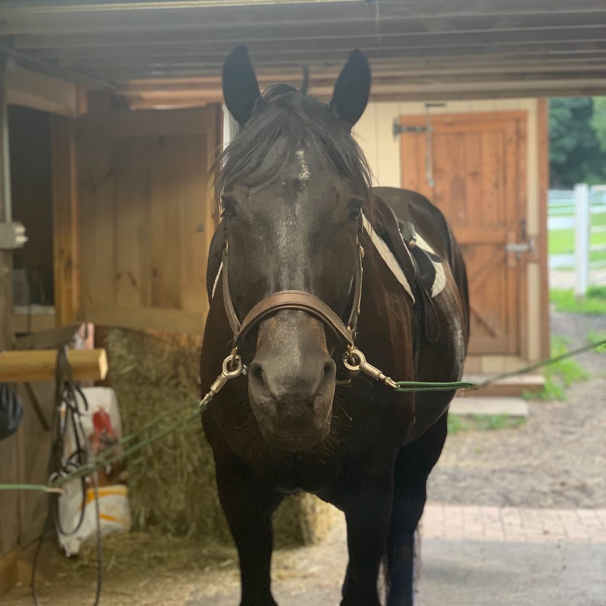 What are your favorite trailering hacks? #manewayz #manepeeps #downloadtheapp #youwontbedisappointed