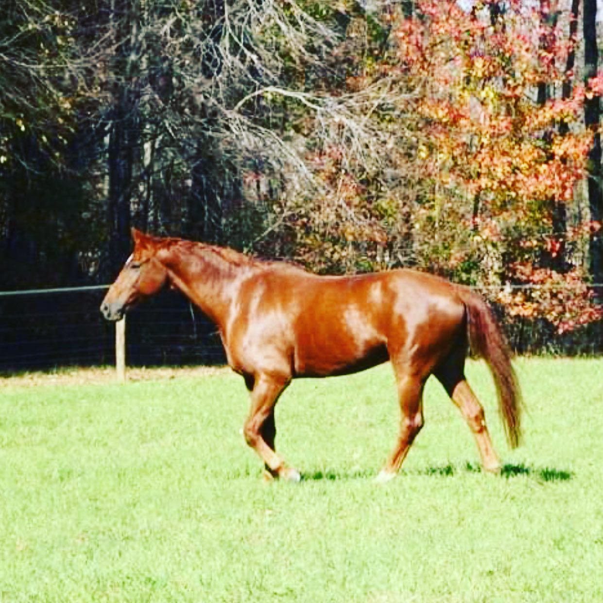 The days are getting warmer 🐴 🙂 Be sure to use @manewayz for all of your navigation needs 🗺😎#manepeeps #travel #horse