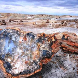 petrified wood | crystals