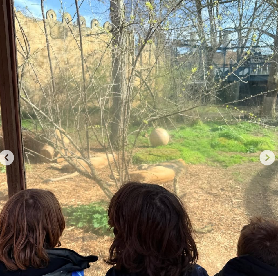 Year Five Visit London Zoo 