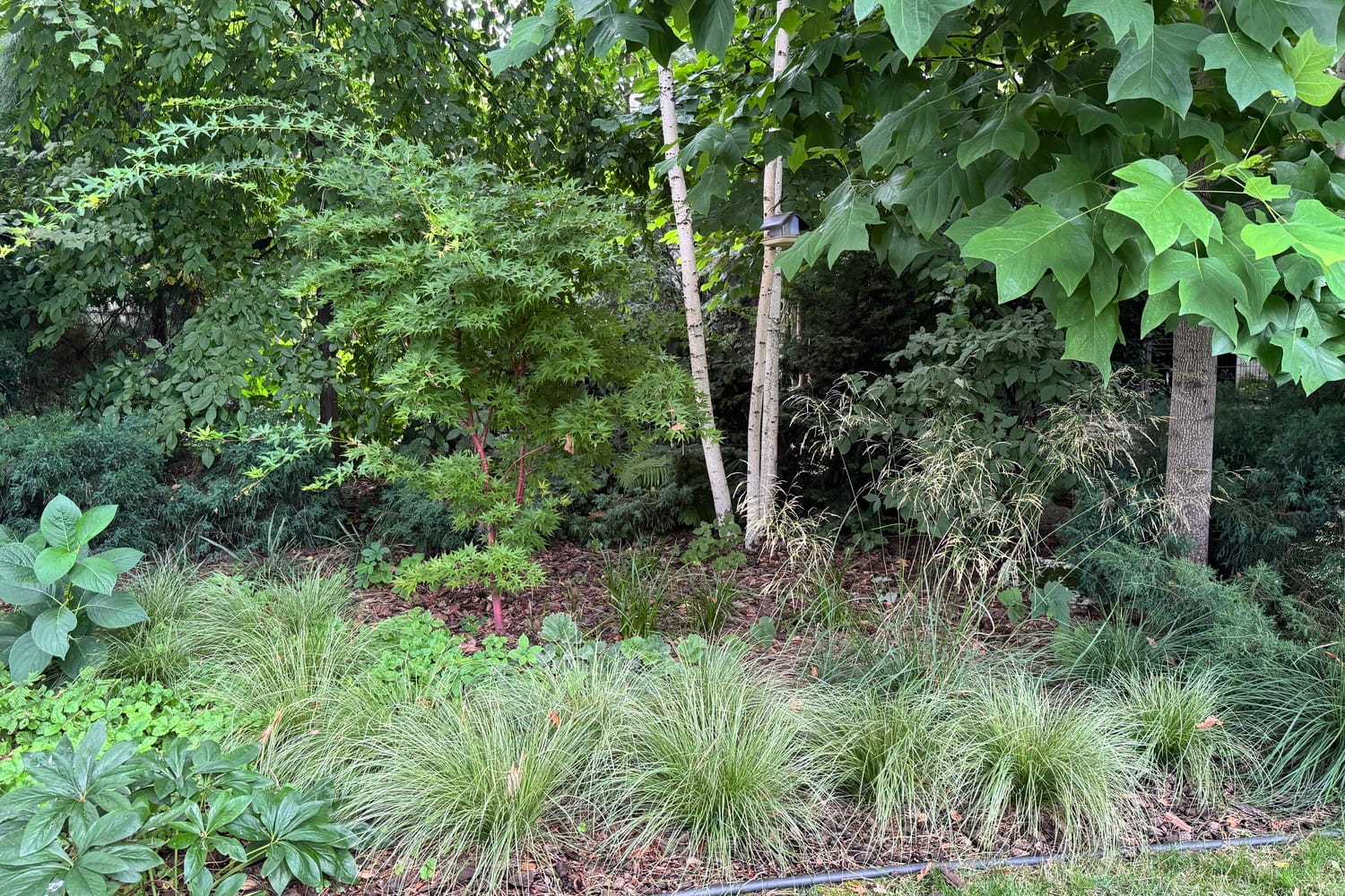 Рокарій і альпінарій в Києві