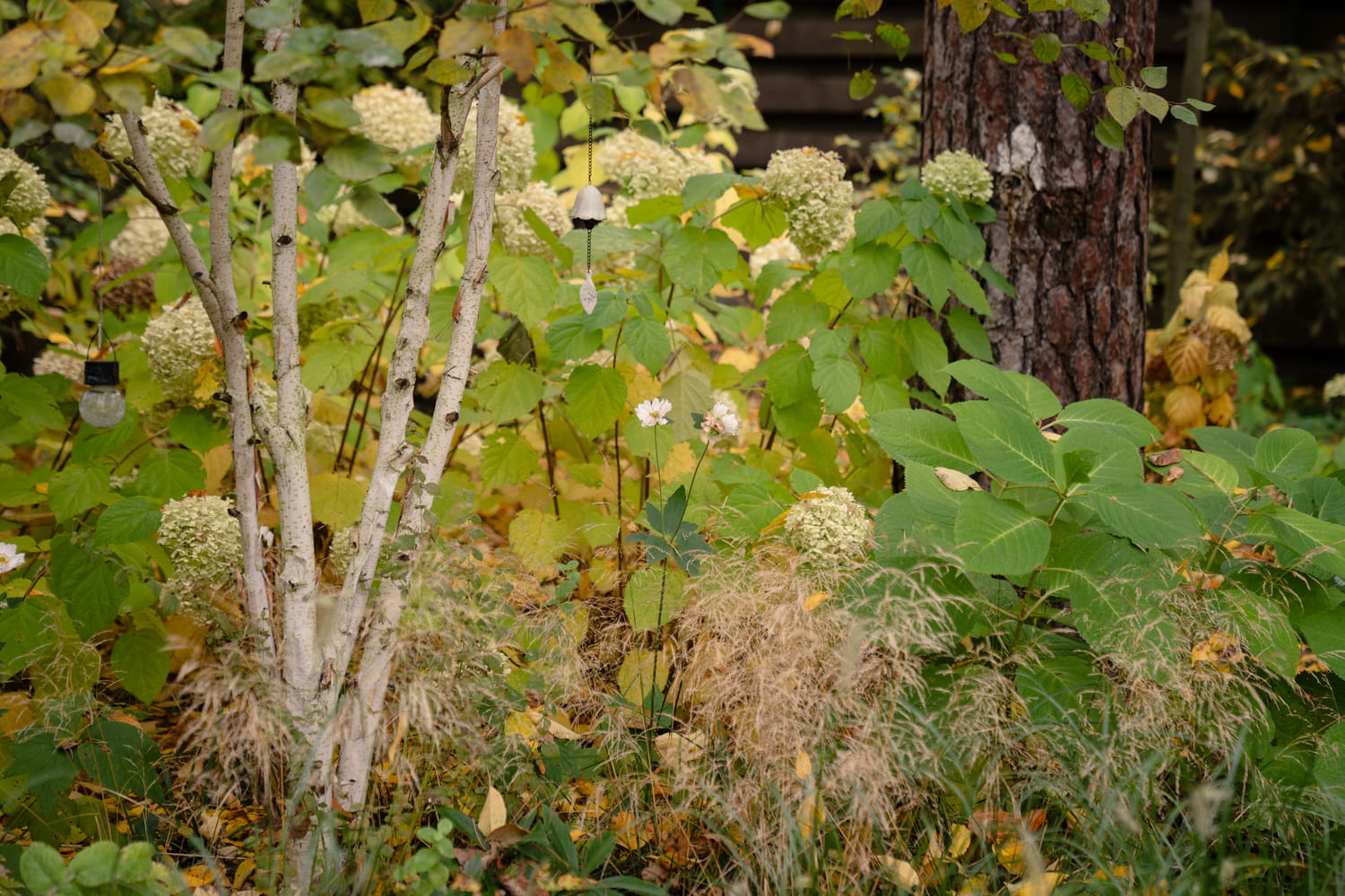 Рокарій і альпінарій в Києві