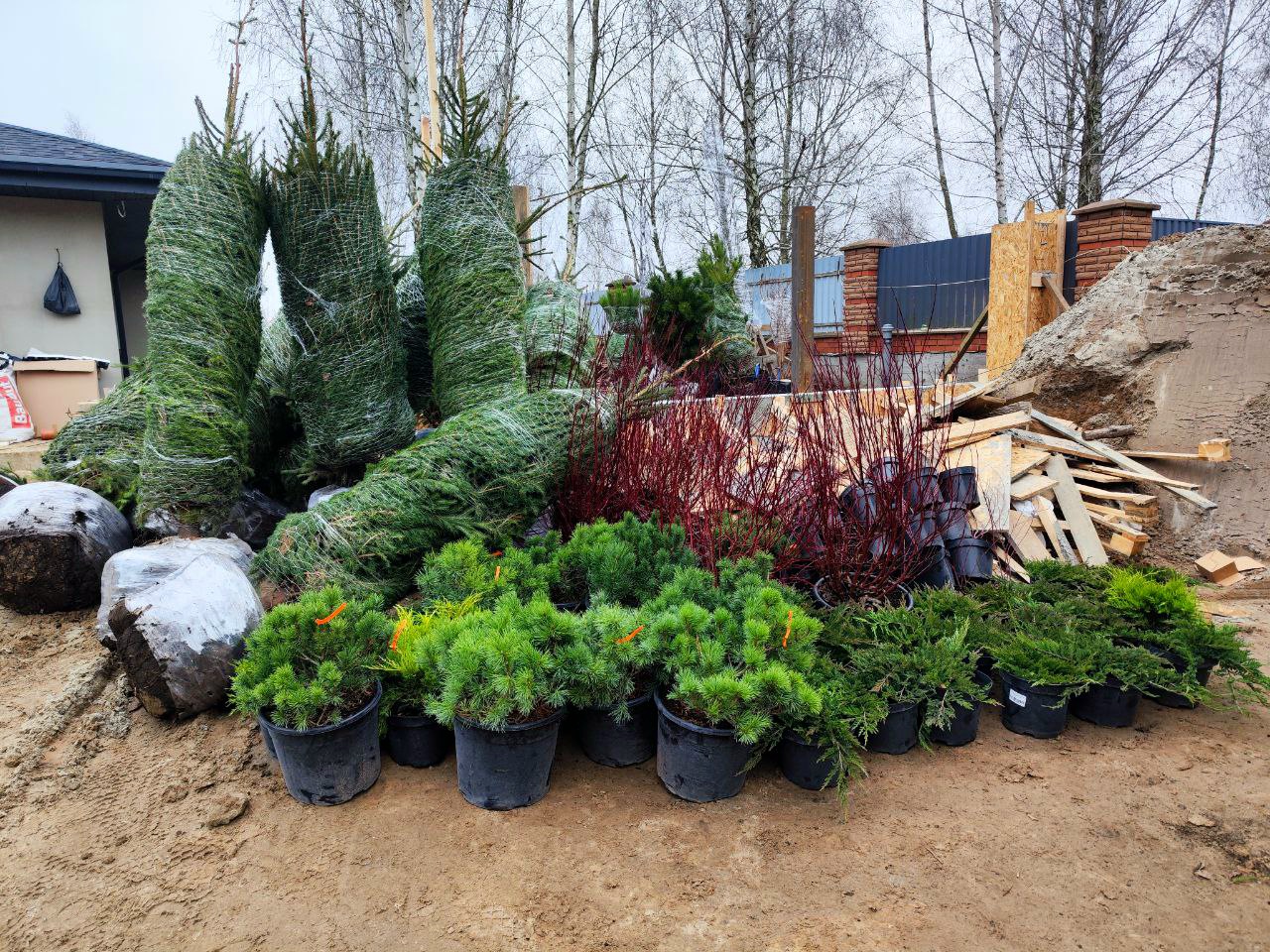 Посадка крупного дерева с помощью техники