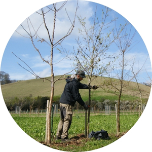 Klimapraxis Agroforst Roots & Robots Tommy Lorenz