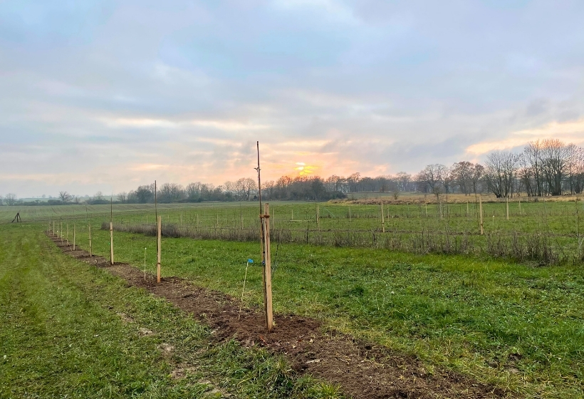 Klimapraxis Roots Robots Agroforst