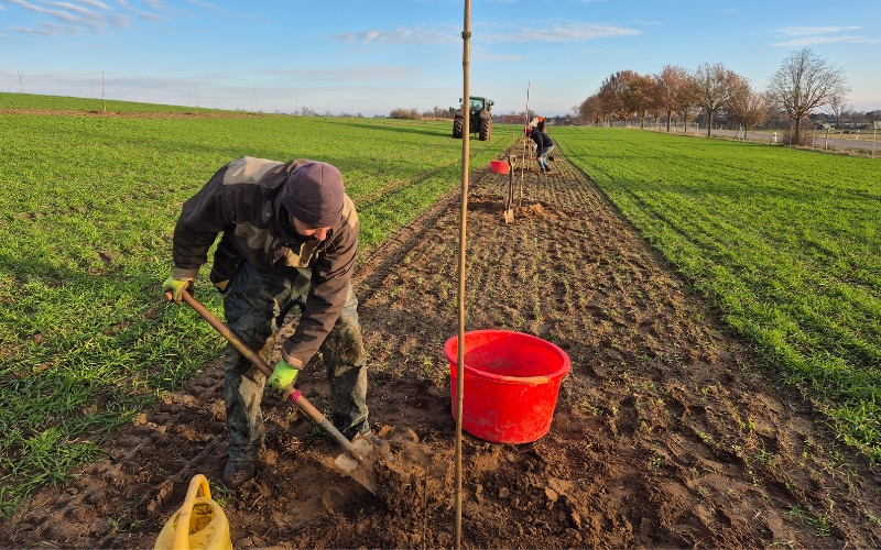 Klimapraxis Roots Robots Agroforst