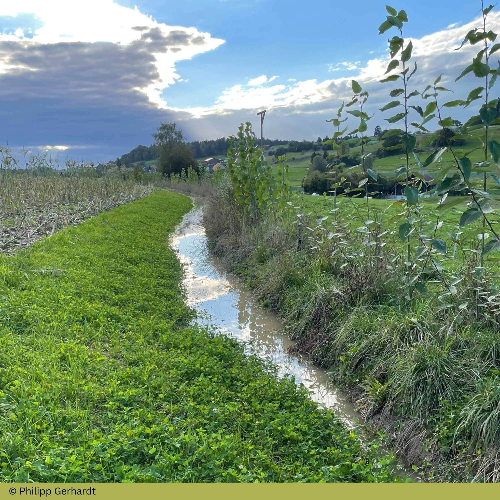 Langsames Wasser Kühlendes Grün Klimapraxis