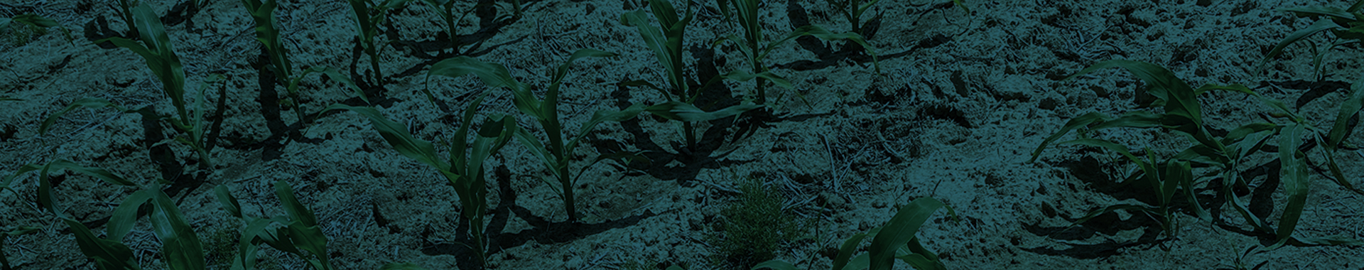 Long Story Short: Crooked Rows and Crooked Sticks