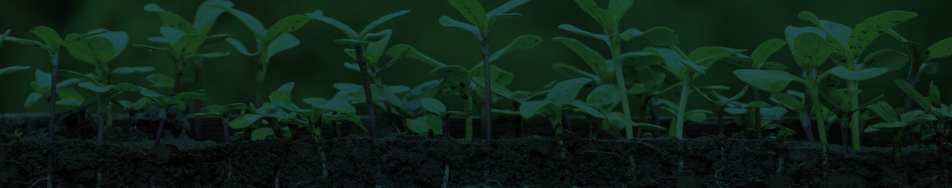 The Soil Beneath Our Future