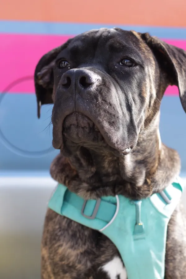 Cane Corso brindle dog with a teal harness on in front of kennedy coatings van.