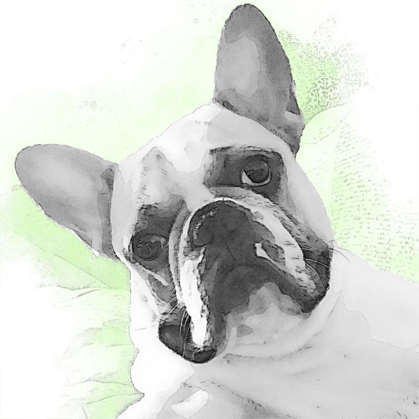 Foto von Collin Agenturhund und Vielfraß der cnatch Marketingagentur