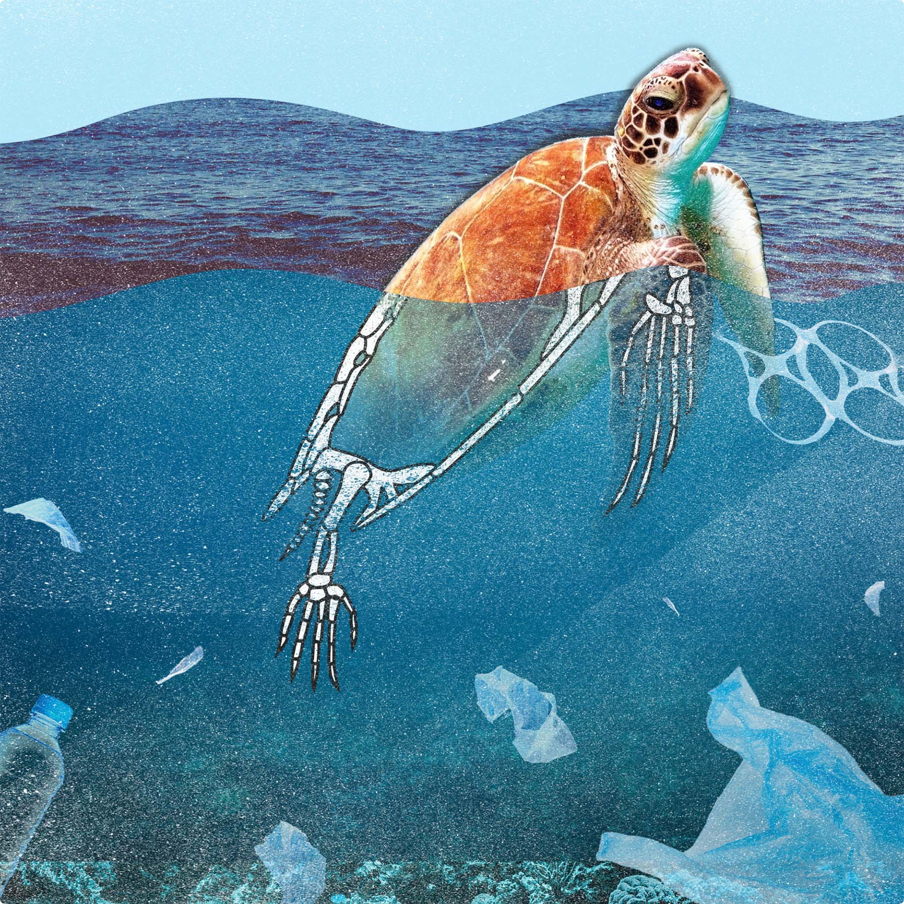 Close-up of a photo collage of a sea turtle in the ocean. The turtle’s head is above the surface, while its body fades below, overlaid with a digitally illustrated skeleton. Plastic packaging floats around it. 