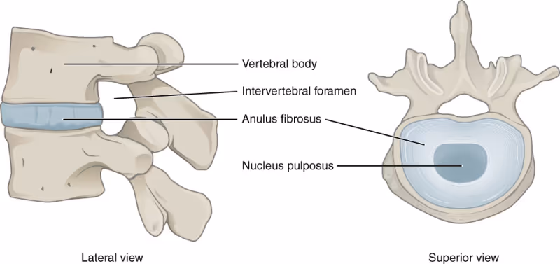 Anatomy of intervertebral disc