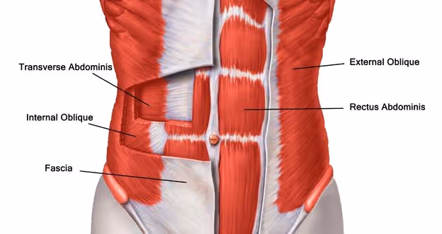 Core Anatomy for strengthening