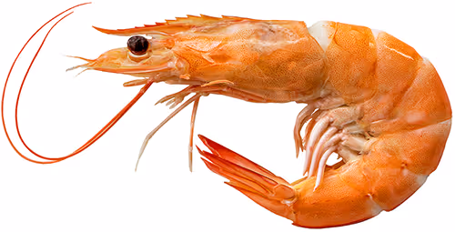 Fresh Prawns Coffs Harbour Toormina