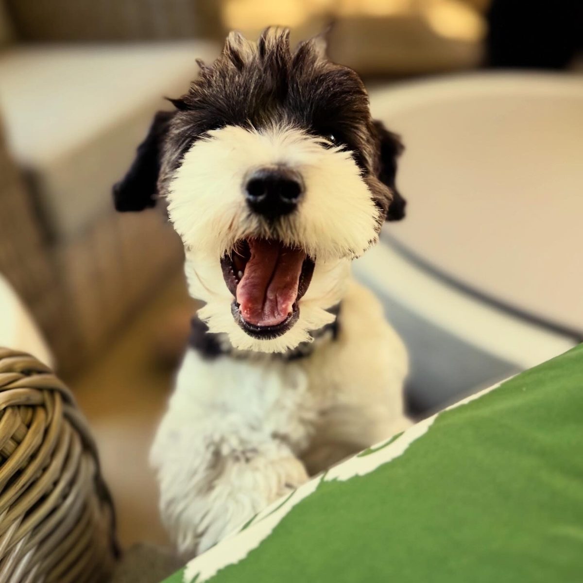Hank, mid-yawn