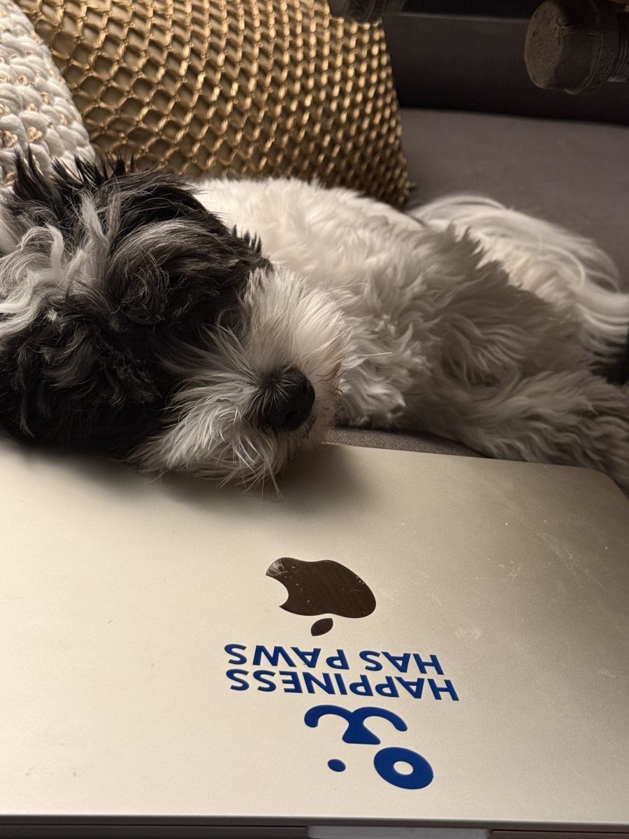 Hank napping on the Happiness Has Paws laptop