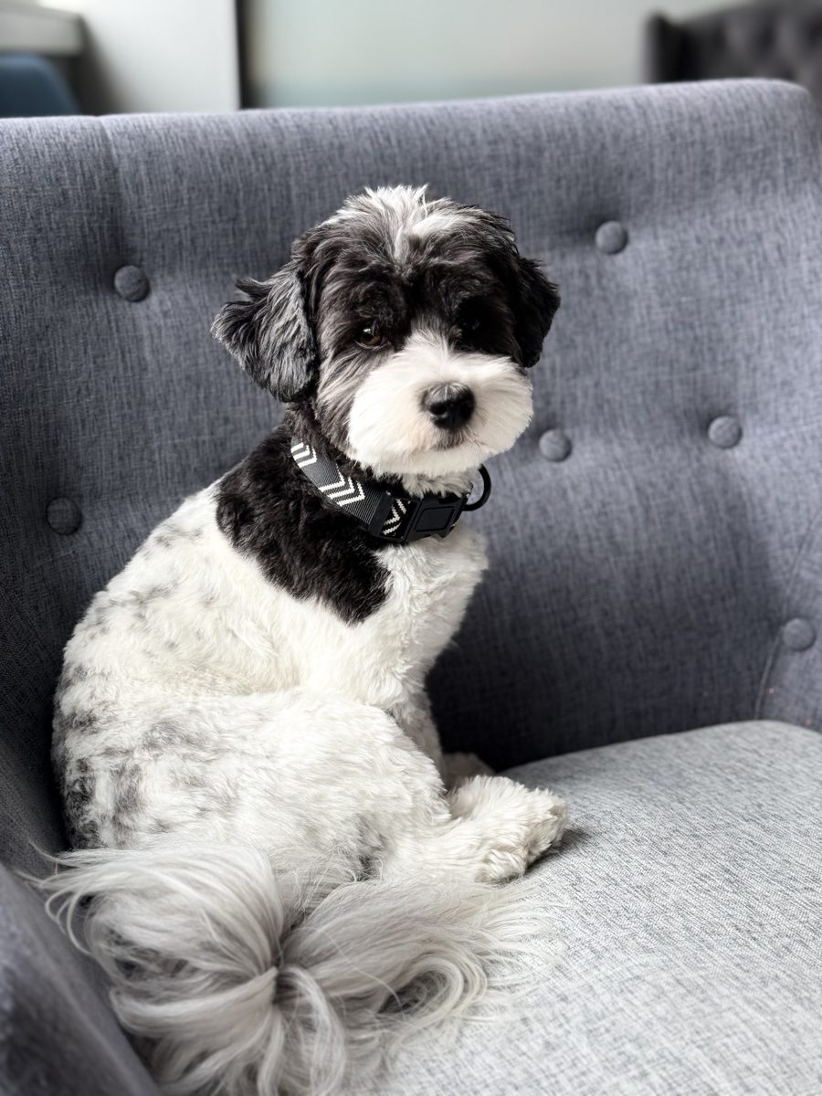 Hank on the office couch