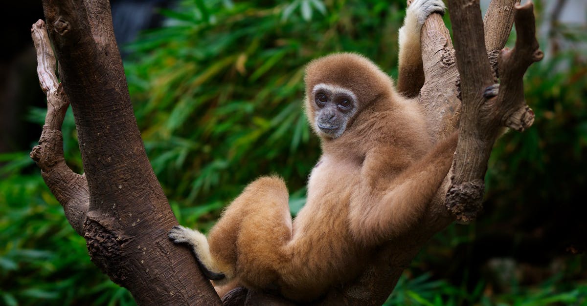 How do you find the right ADHD coach in Omaha