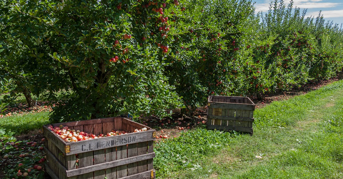 How do you find the right ADHD coach in Henderson