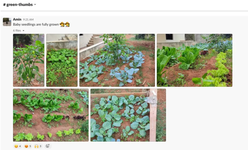 Garden collage showing various healthy vegetables like cabbages and leafy greens in well-tended soil, conveying growth and abundance.