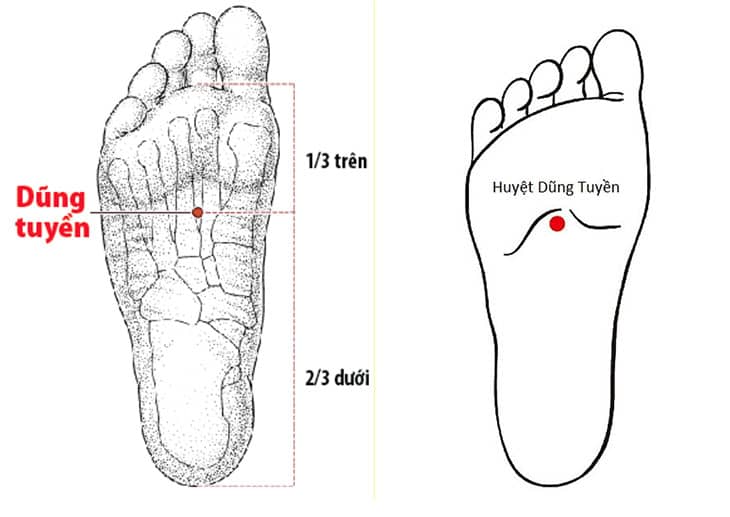 huyet-dung-tuyen-giam-huyet-ap