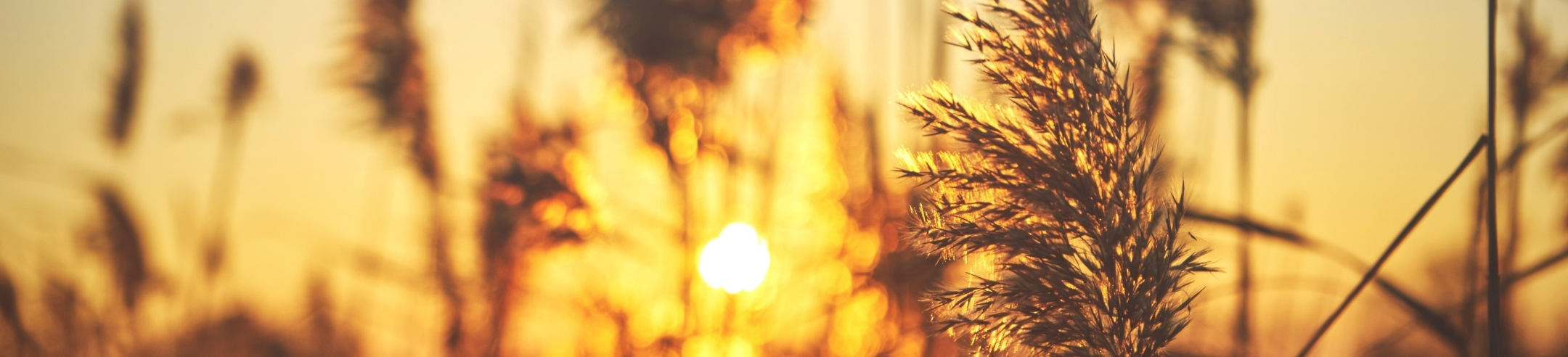 Sunset through brush plant.