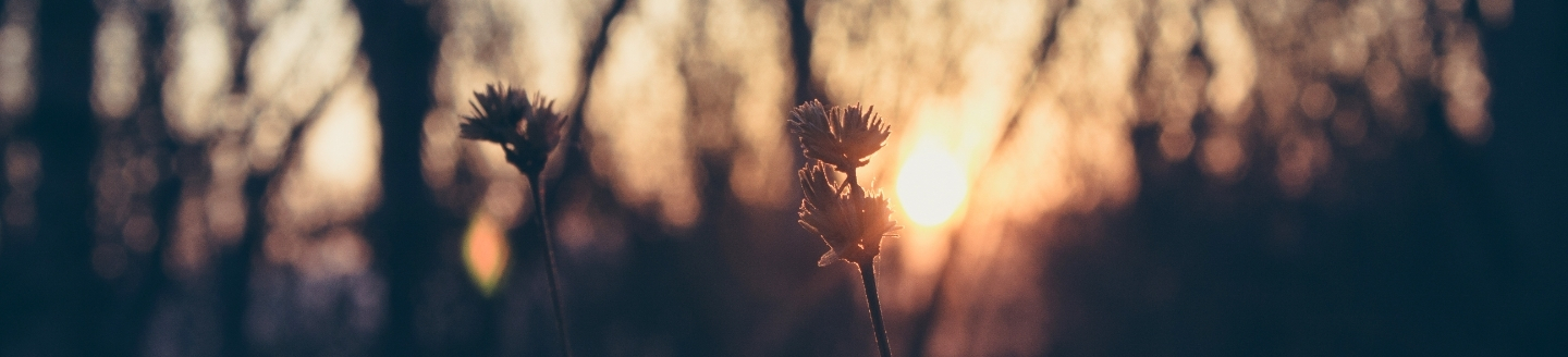 Sun shining through bush.