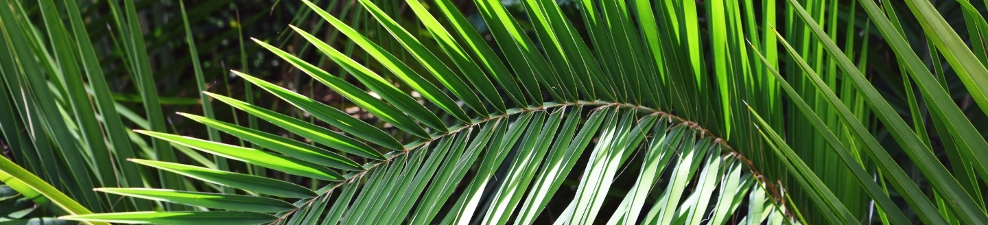 Palm fronds.
