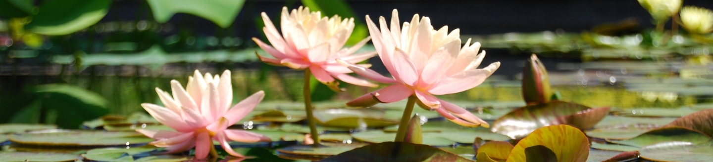 Lotus flowers.