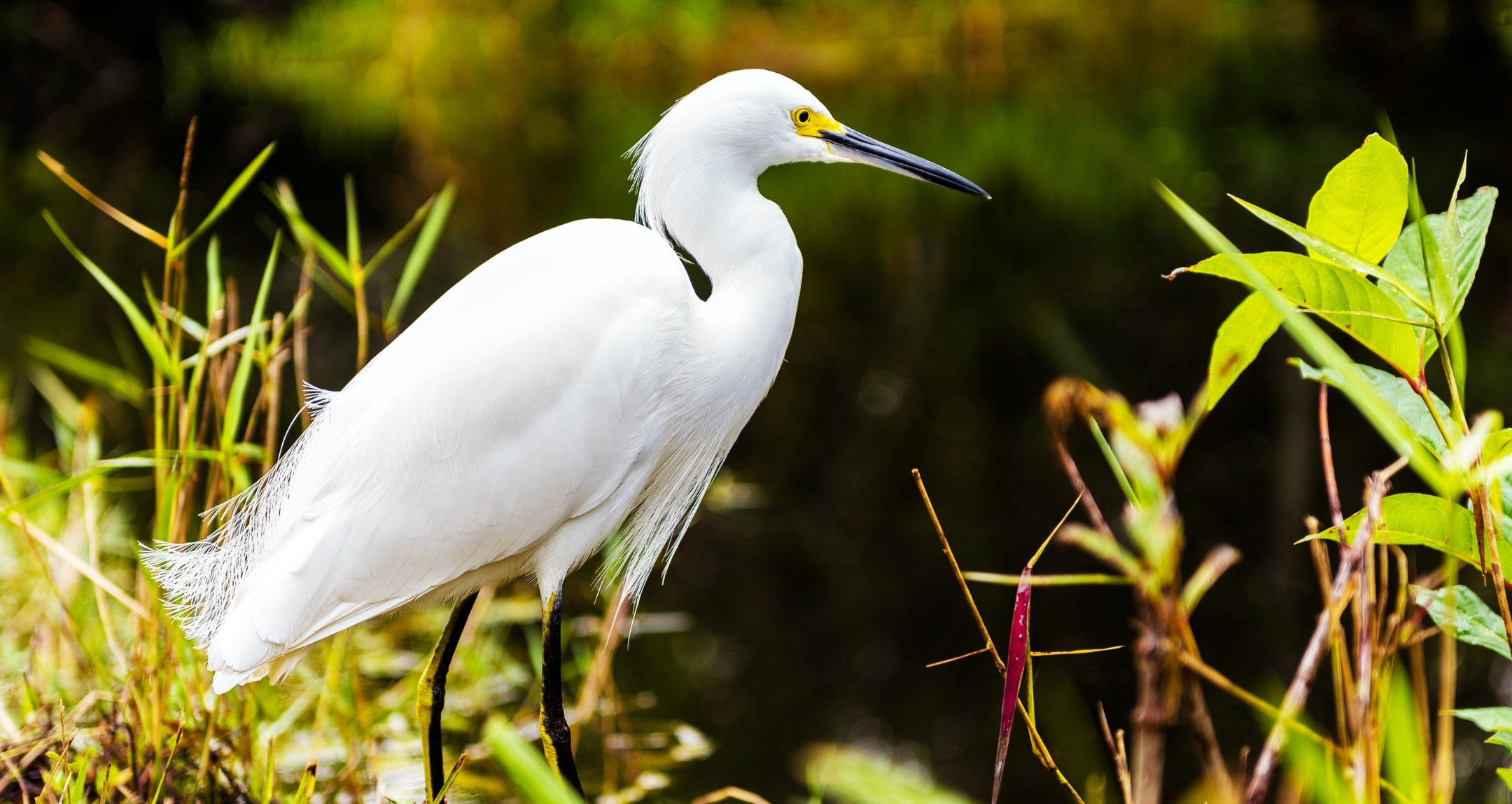 White bird in everglades.