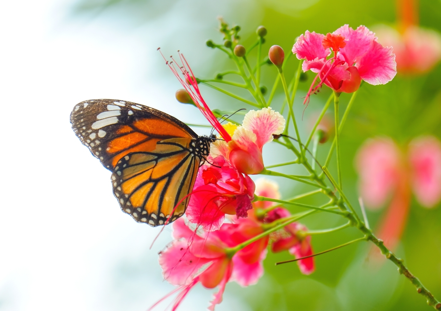 Butterfly on pink flower.