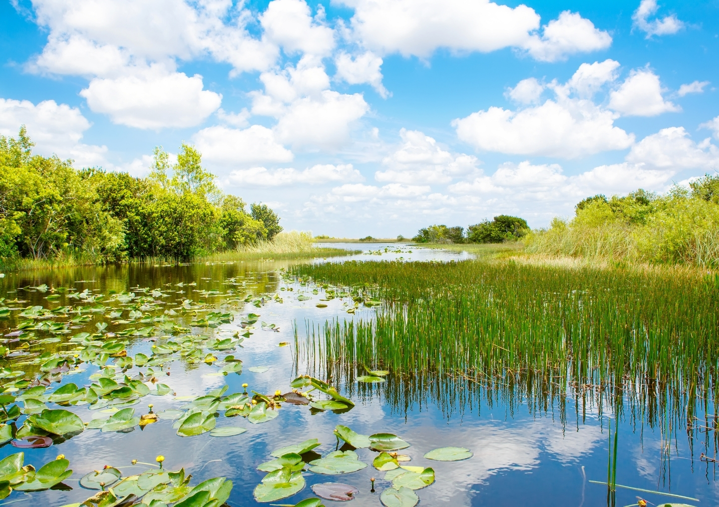 Everglades Lilly pads grass.