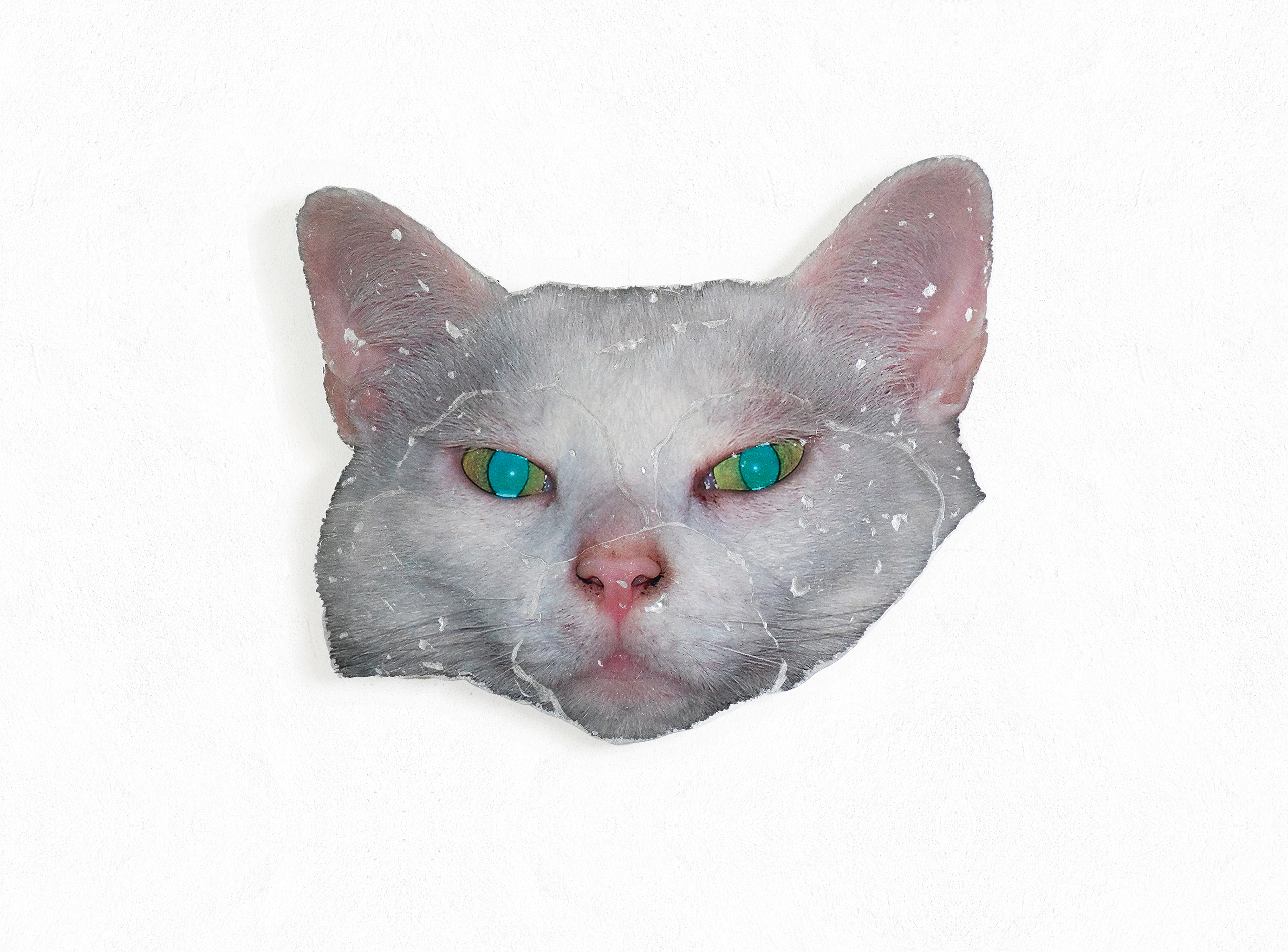 Earthware (tapetum lucidum, cat)