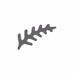 Fern