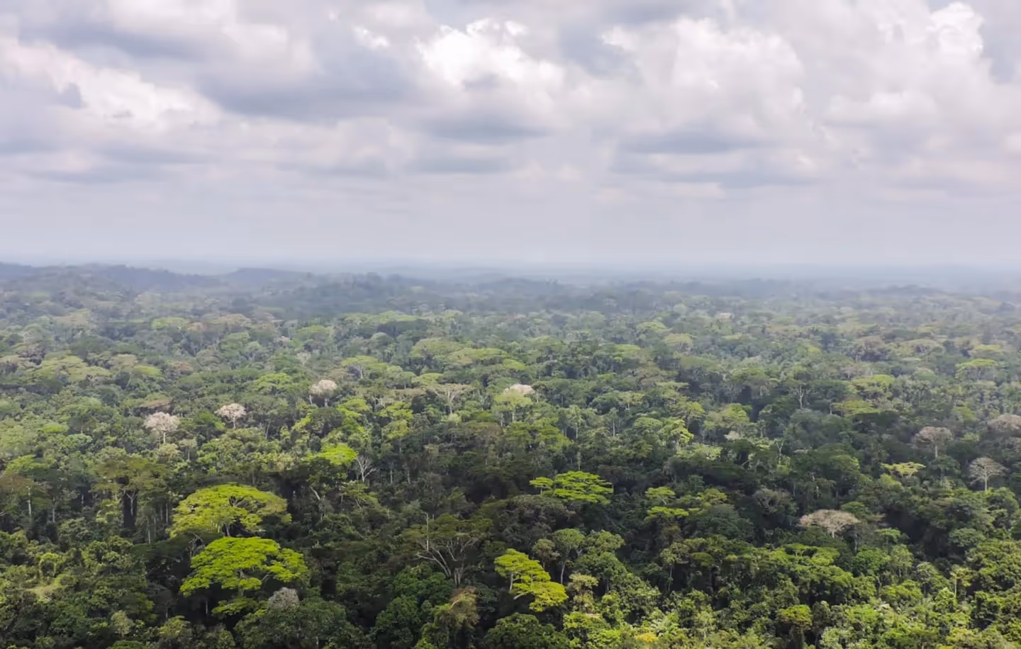 A landscape photo of a forest canopy.