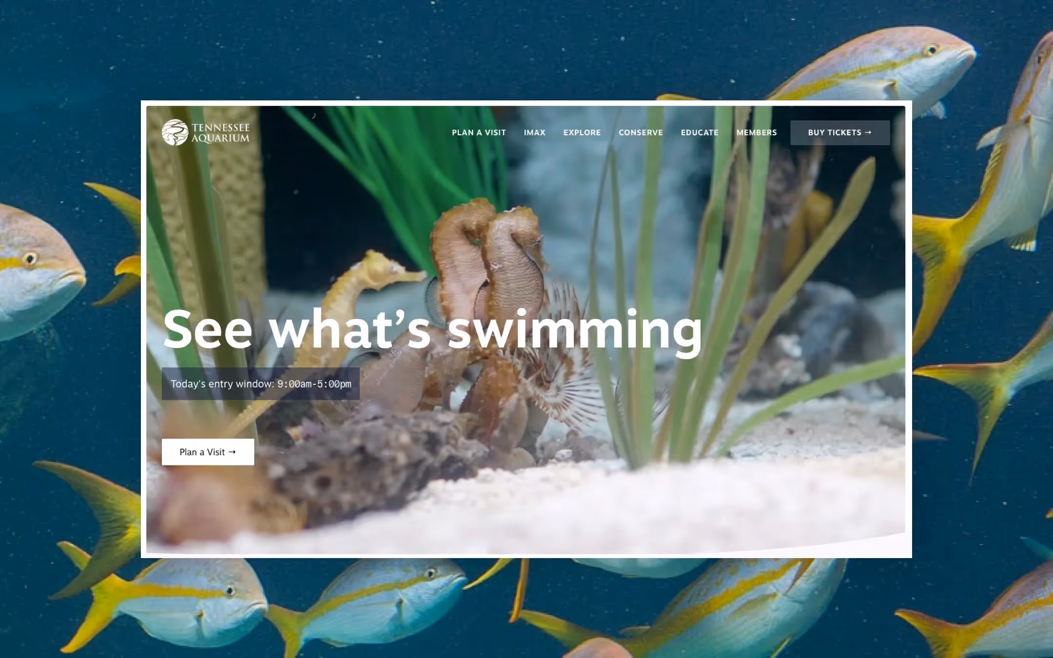 Screenshot of the header section of the new Tennessee Aquarium website.