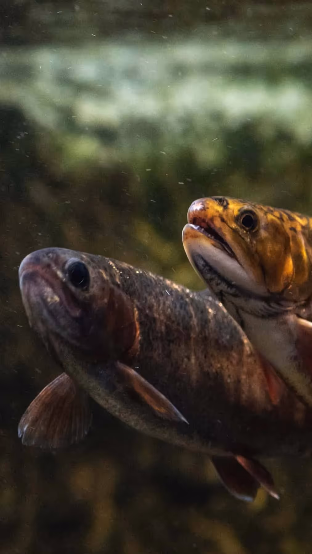 Freshwater fish swim in a tank at the Tennessee Aquarium