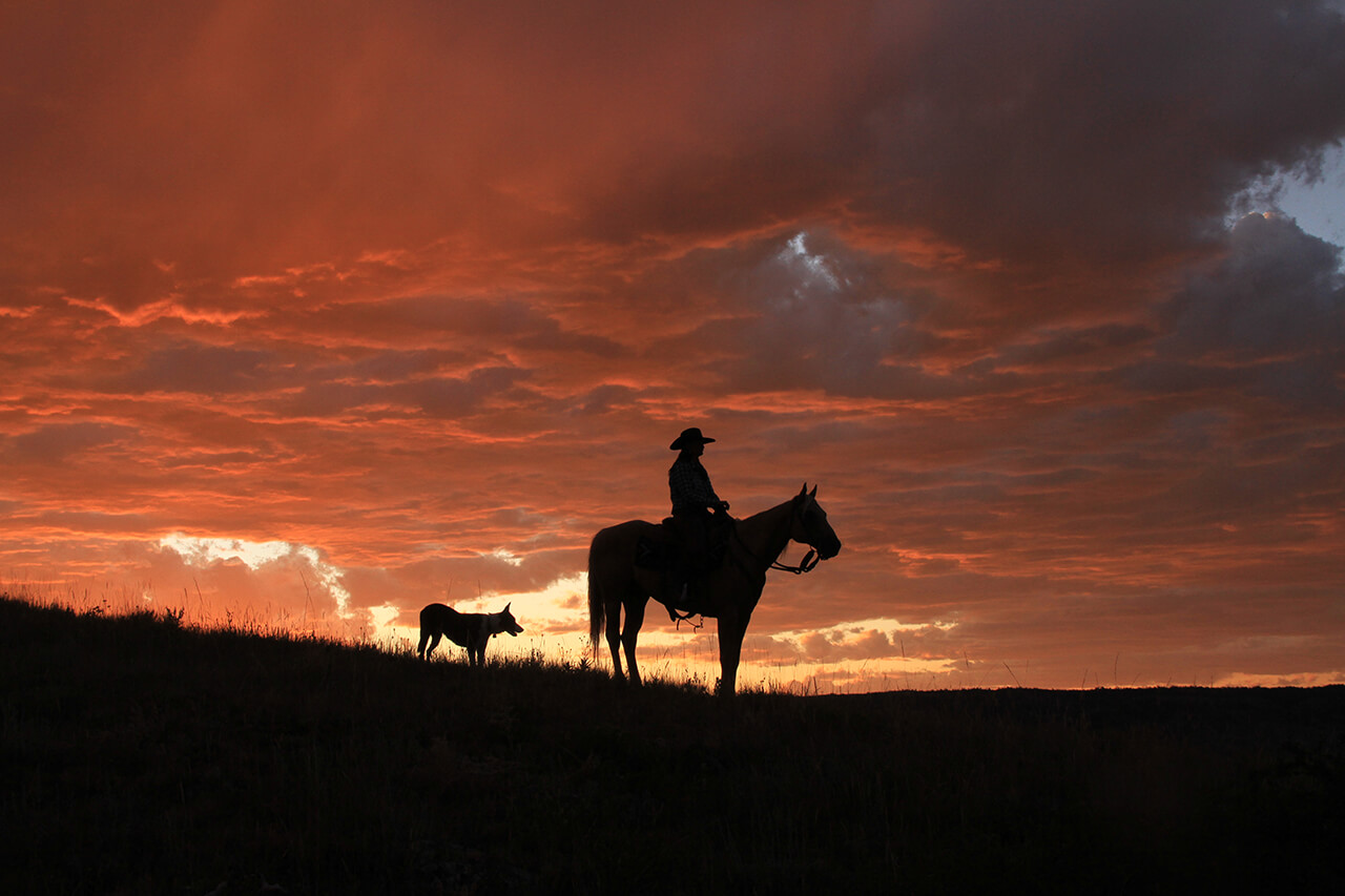 Horse at sunset