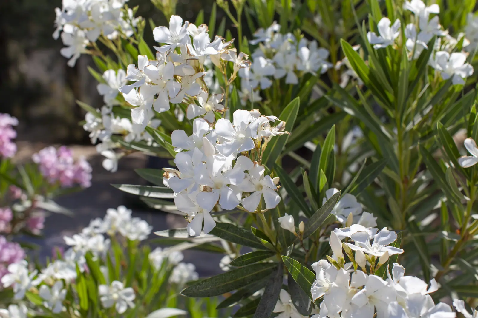 Flowers at Spatia Comporta