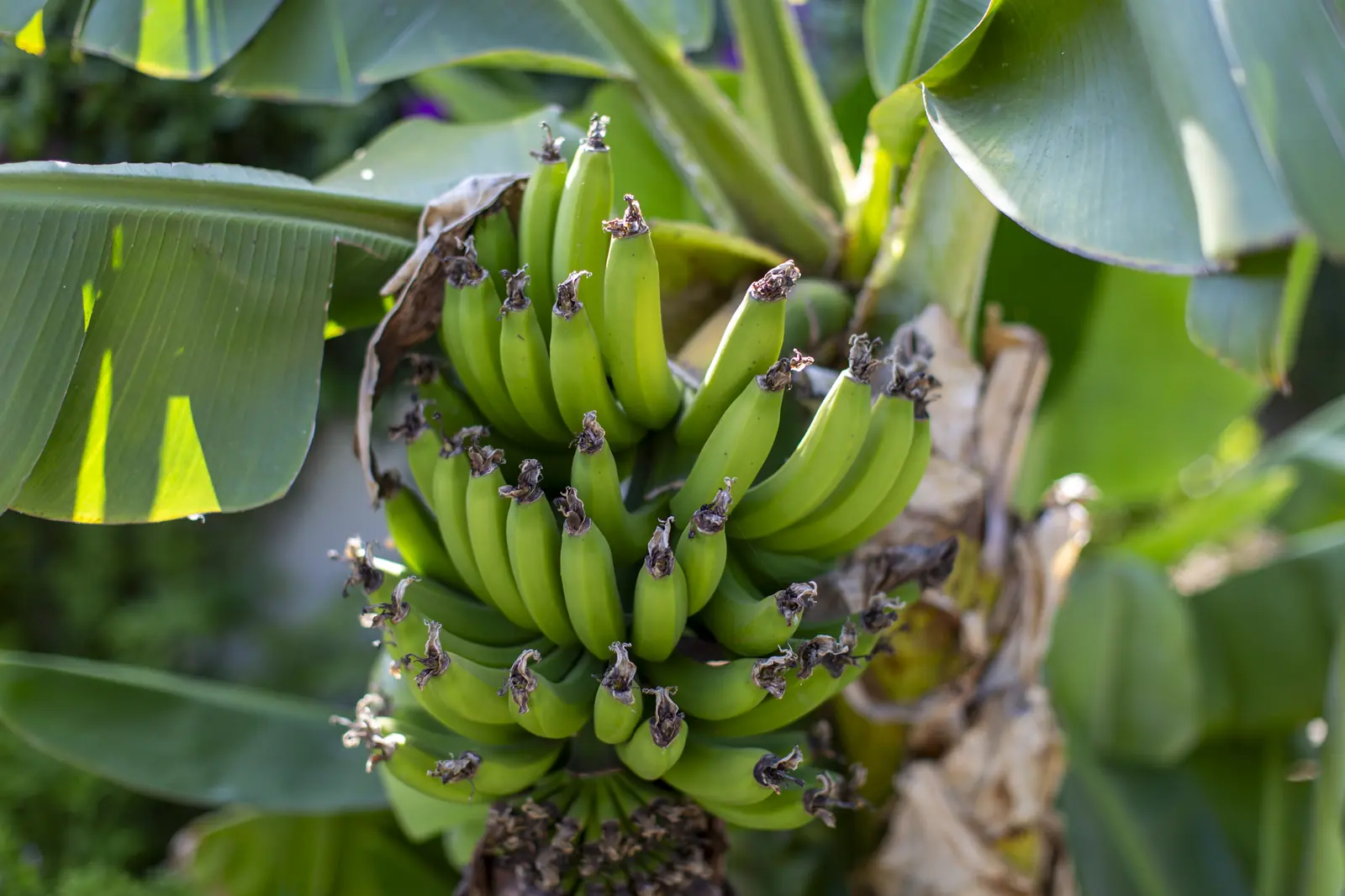 Green bananas at Âmago, a family-run guesthouse near Faro in the Algarve.