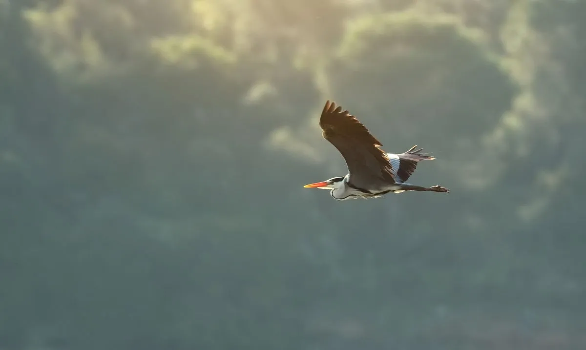 Birds at Vale do Gaio