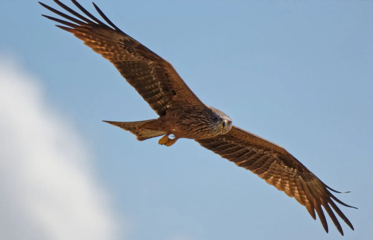 Birds at Vale do Gaio