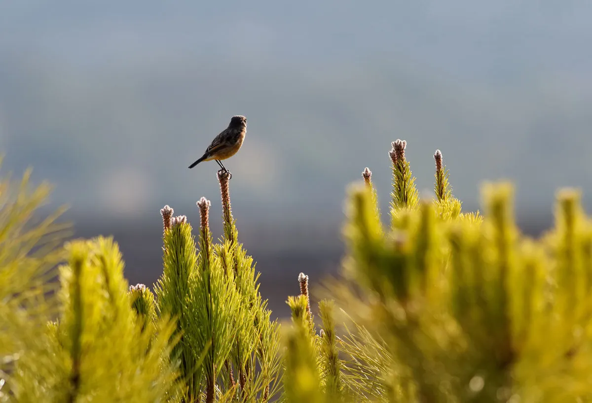 Birds at Vale do Gaio