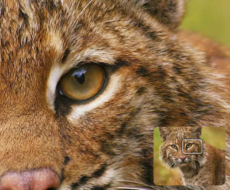 Photo detail recovery with Topaz Photo AI enhancement