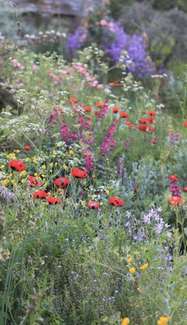 Summer Program in Saint-Germain-en-Laye