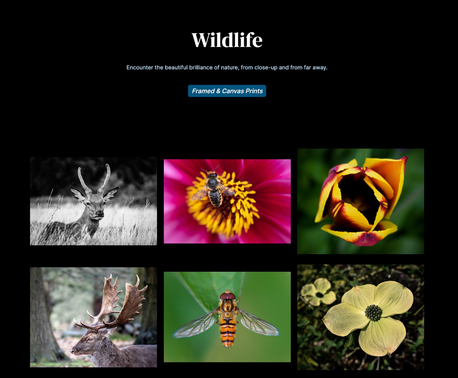 Screenshot of Nathan Phua’s wildlife photography gallery site. The backdrop is black, the centered headline reads "Wildlife," and the blue CTA button below it reads, "Framed & Canvas Prints." There are 6 photos of wildlife and flowers in a 2 by 3 grid, each in full color squares. The first is a deer, the second is a bee on a pink flower, the third is a yellow & magenta flower. On row 2, the first is a moose, the second is a bee, and the third is a flat light green flower.