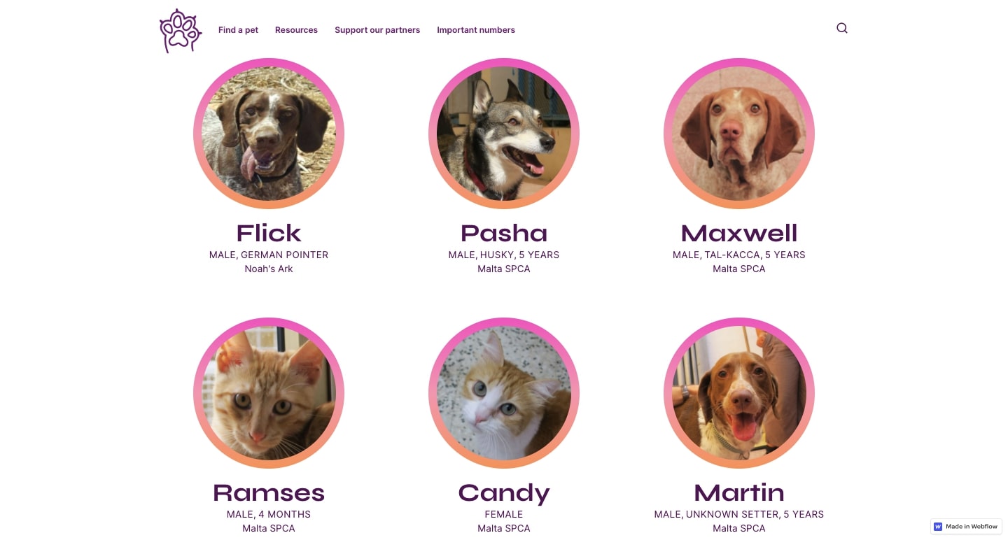 Friends with Four Legs animal headshots
