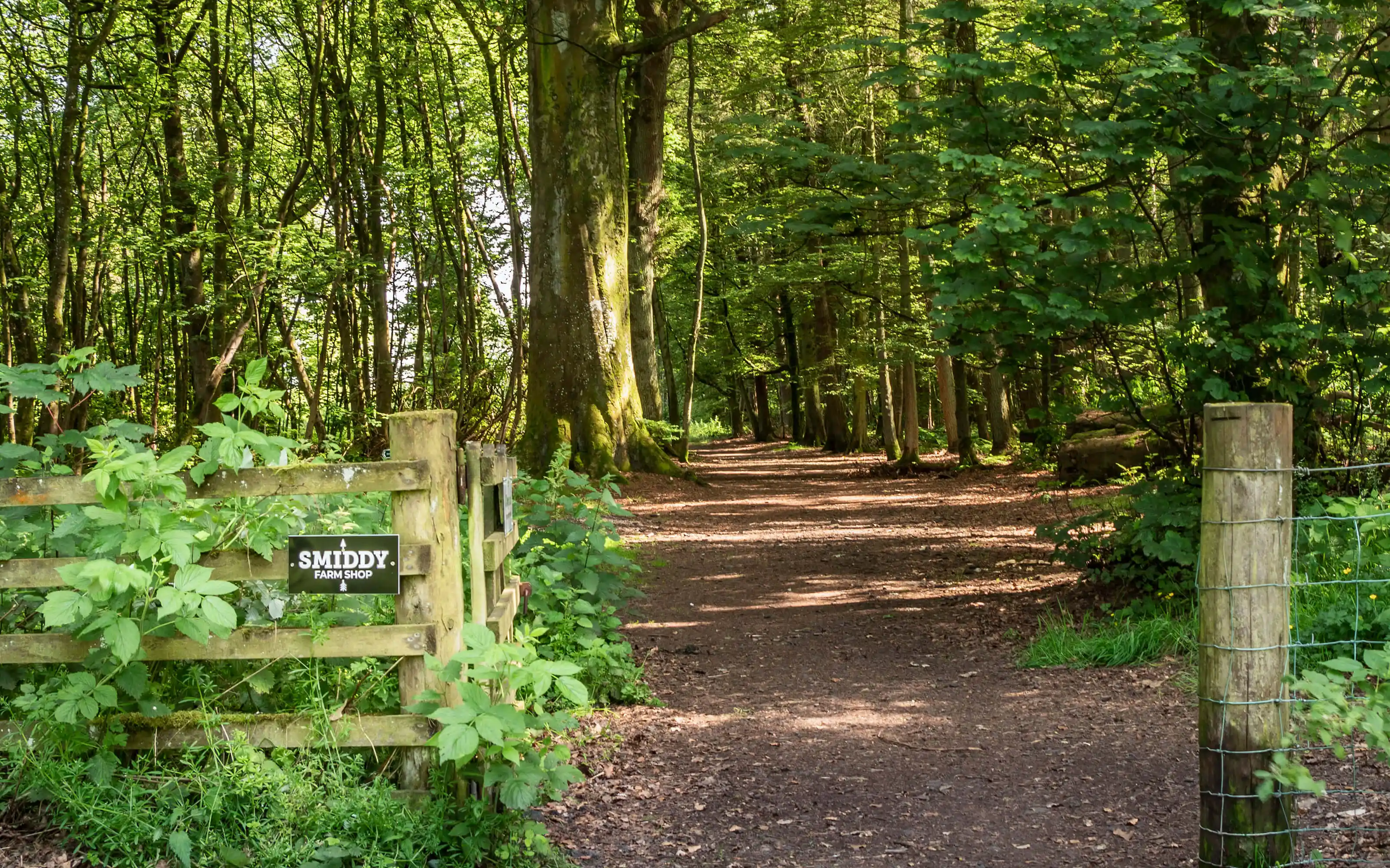 Forest walk with directional Smiddy sign