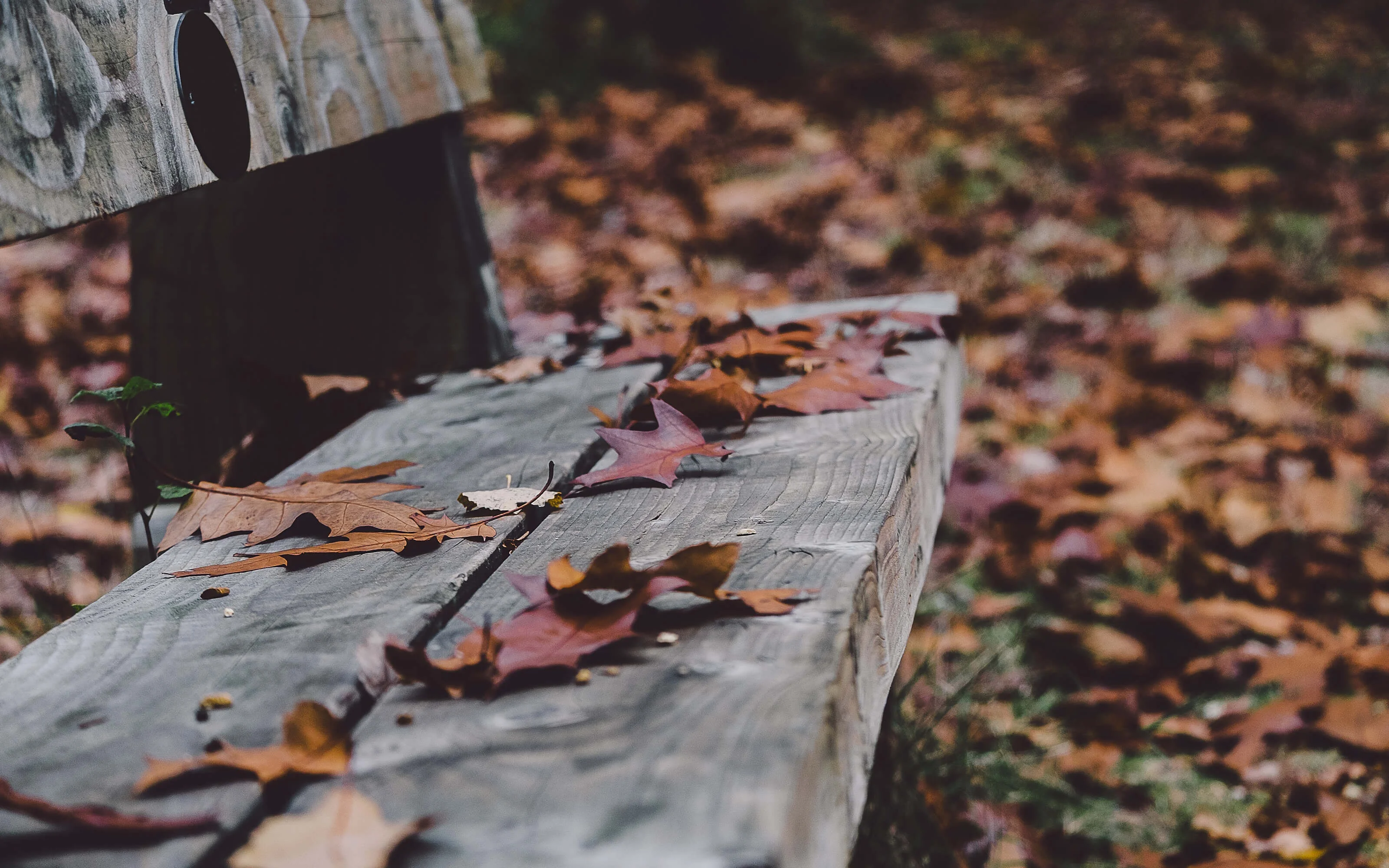 Leaves on a wooden park bench